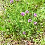 Astragalus danicus Flor