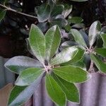 Pittosporum crassifolium Φύλλο