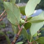 Garcinia balansae Frukto