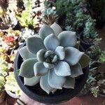 Echeveria laui ഇല