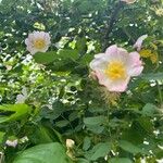 Rosa micrantha Floro