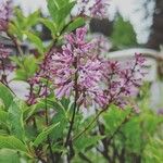 Syringa josikaea Flower