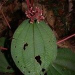 Miconia granatensis Drugo