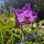 Solanum aculeatissimum ফুল