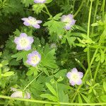 Nemophila phacelioides عادت