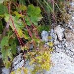 Alchemilla fissa Vekstform
