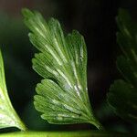 Asplenium lividum Liść