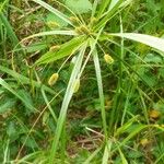 Cyperus alopecuroides Folla