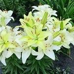 Lilium candidum Costuma