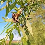 Salix alba Fruit