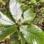 Clethra mexicana Leaf