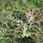 Oxytropis pilosa Frucht