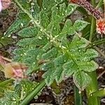 Erodium lebelii Leaf