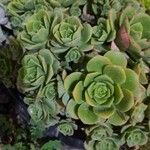 Aeonium haworthii Листок