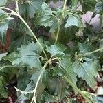 Atriplex sagittata Leaf