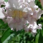 × Chitalpa tashkentensis Flors