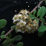 Spiraea canescens Habitat