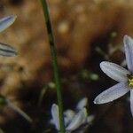 Dianella adenanthera Flor