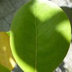 Chrysobalanus icaco Feuille