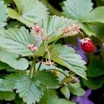 Fragaria vesca Lehti