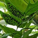 Phanerophlebia juglandifolia Fruit