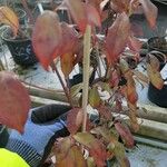 Cornus hongkongensis Blad