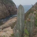 Isolatocereus dumortieri Corteza