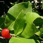 Lonicera conjugialis Blad