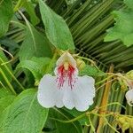 Impatiens tinctoria Цвят