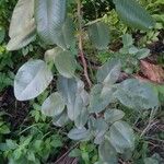 Pterocarpus santalinus Habit