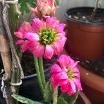 Kalanchoe blossfeldiana 花