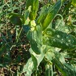 Cerinthe major Hostoa