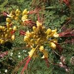 Erythrostemon gilliesii पत्ता