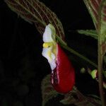 Impatiens niamniamensis Flower