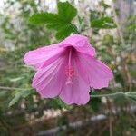 Hibiscus bifurcatus Cvet