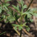 Ranunculus paludosus Leaf