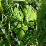 Ranunculus repens Leaf