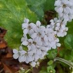 Salvia lyrata Blomst