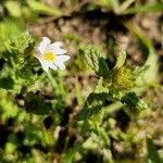 Euphrasia officinalisCvet