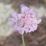 Scabiosa ochroleucaЦветок