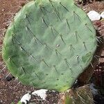 Opuntia engelmannii Foglia