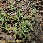 Cistus pouzolzii Celota