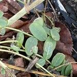 Coronilla varia Blatt