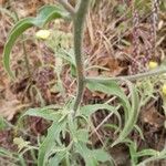 Andryala integrifolia Blad