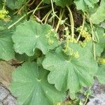 Alchemilla vulgaris برگ