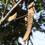 Anthonotha macrophylla Fruit