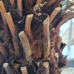 Dicksonia antarctica 樹皮