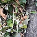 Viola alba Flower