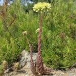 Sedum sediforme Flower