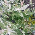 Salix integra Leaf
